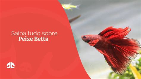 peixe beta|Como cuidar do peixe betta: confira nossas dicas .